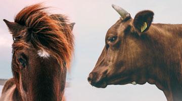 Products and services for ruminats, equine, horse, cow and cattle raising, care, treatment