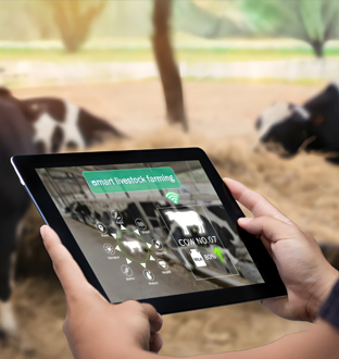 Pipe Ruminant Ruminants – Plaridel